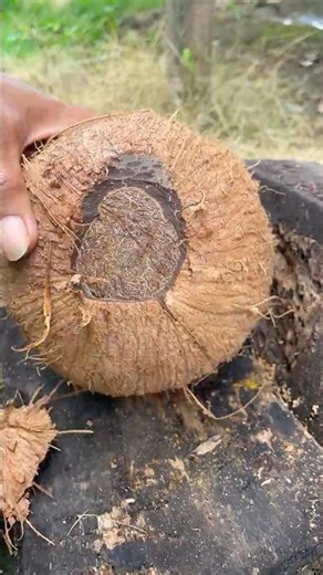 Good skill of removing old coconut from its shell
