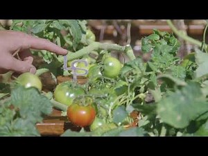 SIPs - Sub-Irrigation Planter System