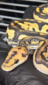 That and a Terabyte of storage for 9.99/month | Ball Pythons 101