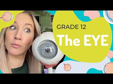 How the eye functions