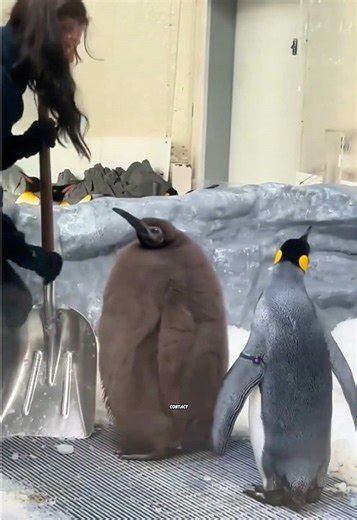 Why Are Penguins So Trusting of Humans?