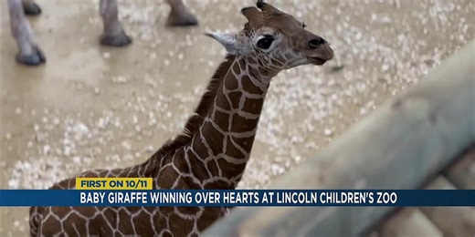 Giraffe calf born at Lincoln Children’s Zoo