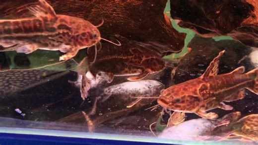 Jaguar Catfish-Liosomadoras oncinus We’ve had these beauties a while now. This species almost always arrives to us in a poor state, main issue being they are more often than not somewhat emaciated. For this very reason we’ve held them back to allow them to gain sufficient weight before offering them for sale. We now have them taking sinking pellets with ease and as you can see from this video, they are thriving! It’s worth mentioning that these are currently sporting their darker markings, thoug