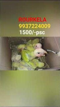 Coctail and Love bird chiks available for sale Odisha Rourkela #birdmarket #parrot #budgies