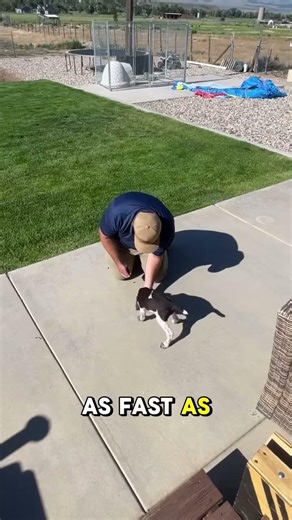 Training Maple: 🐾 In this session, we focused on foundational obedience skills using food luring