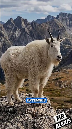 The Mountain Goat: The Animal That Defies Gravity
