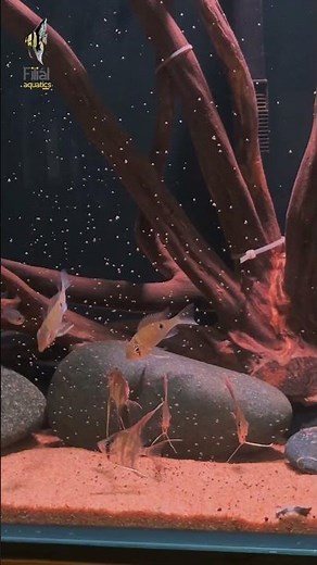 #1 Inside the Tank – Exploring Aquarium Fish & Their Care #filialaquatics #aquariumfish #aquarium