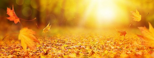Automne : pourquoi les feuilles tombent-elles des arbres ?