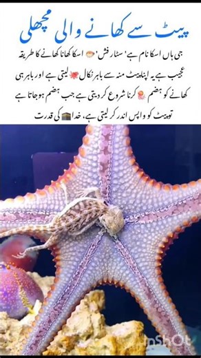 Discover the Starfish Facts #starfish #naturefacts #wildlife #nature #shorts