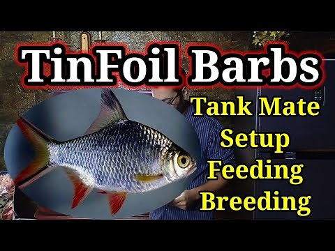 Tinfoil Barb Fish / Tinfoil Barb Tank Mates, Breeding, Feeding, Tank Setup ( Complete Guide )#fish