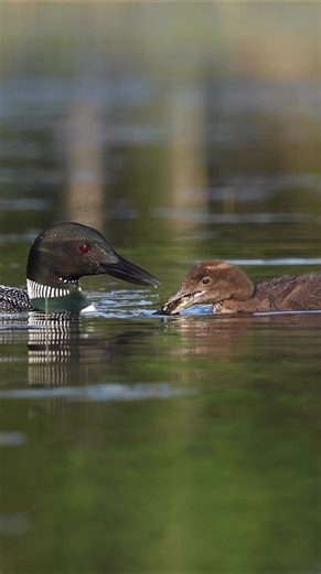 Common loon being fed by its parent | Harry Collins Photography