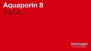 Aquaporin 8 antibodies from Thermo Fisher Scientific