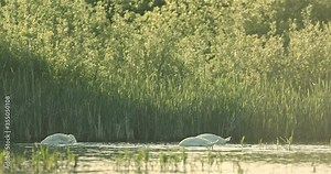Biodiversity awareness protection, biodiversity of swans ecosystem. Swan on the lake largest flying birds, including the mute swan, trumpeter swan, and whooper swan. Swans usually mate for life.