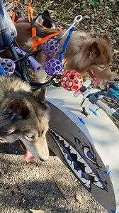 15K views · 177 reactions | We mushed the Ironton Rail Trail in Coplay PA today! We were on the Speed Shark Electric DogSled on Wheels! | WooFDriver | Facebook