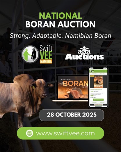 32 reactions · 54 shares | The NATIONAL BORAN AUCTION promises to deliver strong, adaptable Namibian Boran! On offer: Bulls, cows and calves, heifers  Animals can be exported  28 October 2025  18:00  View all lots and register to bid online here: https://auctions.swiftvee.com/auctions/national-boran-auction-DDzm Agra Auctions Jaceni Farming Borealis Borane Jakof Borane Omakwara Boran Stud Chulu Borans | SwiftVEE Namibia | Facebook