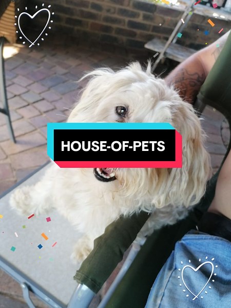 Happy Birthday 🎂 🥳 from all of us, may there be many more ! And ro your owner may they love you and spoil you.