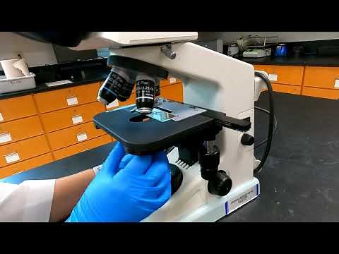 Protocol Video: Viewing and Treating Daphnia