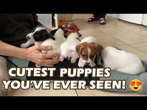 Cutest Jack Russell Puppies You'll Ever See In Full Action!