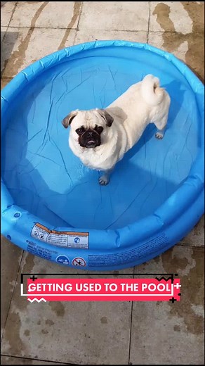 Did eddie do good in the pool? second time... watch what he does? cute or silly? #cuteboy #pool #train