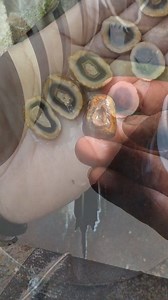 Maybe this was once a fossil bone that had been petrified Very unique my friend. #gemstone #fosil #agate #peace #naturalover #oudooradventure #bears #Canada #familytime #newyearevent #newyear #history #cricket #mineral #art #fblifestyle | Supra Afrianto
