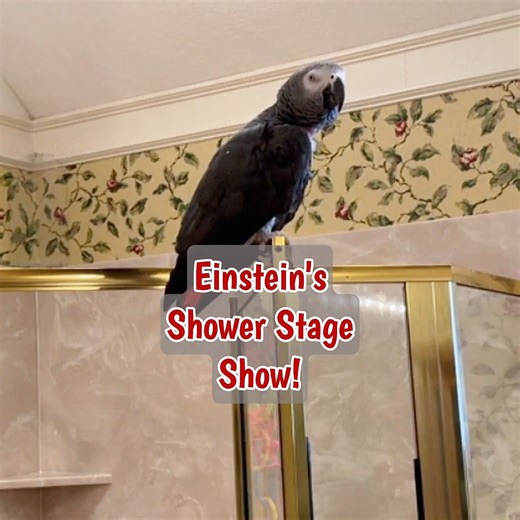 Einstein Talking Texan Parrot on Instagram: "Einstein the African Grey is back on his shower stage, and he’s got moves and music! From his signature “Shake Your Butt” routine to his delightful “Chirpy Song” performance, this feathered entertainer is on a roll. He chats about corn, cookies, grapes, and even green chickens, with kisses and raspberries in between. It's a whirlwind of sass, sweetness, and parrot personality—topped off with his famous snack commentary and water requests. #einsteinpar
