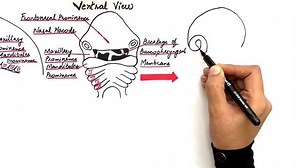 The development of the face begins at week four of embryonic life with the formation of certain facial prominences. The prominences eventually fuses with each other and becomes the well defined features of the face. Learn more by watching the full video here👉🏼 https://youtu.be/AXyJU0iAFiQ Stay tuned for the next video which will be on the development of the tongue and palate. Happy learning! #dentalmania | DentalManiak