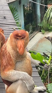 86K views · 906 reactions | Proboscis monkey  Hanging out #zooanimal #animal #gibbon #Monkeys #zoo | Lily's Pets | Facebook