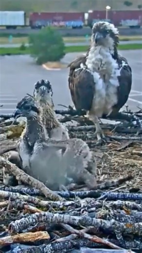 289K views · 1.9K reactions | P#39 Review bird daily life in their nest | Mother bird and baby bird life with nature! #birdlovers #motherbird #babybird #birdsounds #birdphotography #birdnest #birdsofinstagram #bird #birdlife #nature #naturelover #reviewbirdnest #birdwatching #lifewithbirds #birdsounds | Page 285 | Facebook