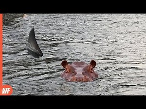 Here's What Happened When This Shark Attacked the Hippo | Carmen Informativo