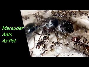 Carebara diversa(Marauder ants) as pets