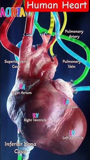 Heart #biology #heart #shortvideo #bio
