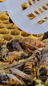 Release the new queen bee into the old hive. | Phary BeeKeeper