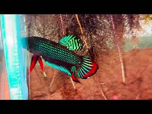 Wild Siamese Fighting Fish 🇰🇭 Betta Splendens in Its Natural Habitat