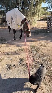 HARLEY BEAR LEADS THE WAY! Four-legged stablehand Harley Bear helps Sahara Tiger get to his morning workout. 🎥: Shane Sanderson & Family Racing | Harness Racing Victoria