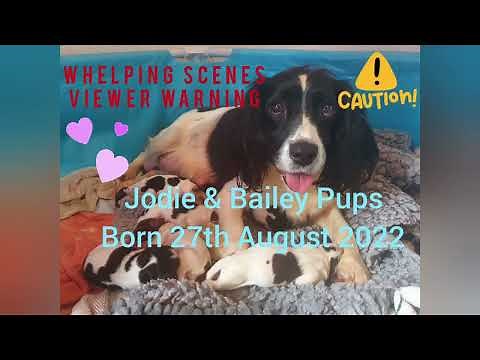 Whelping Video of Bluebell Springer Spaniels Jodie & Bailey Pups born 27th August. Puppy Birth!