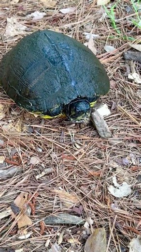 What kind of turtle is this?