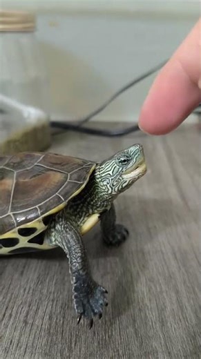 Discover the Mystical Transformation of Animals into Spirits