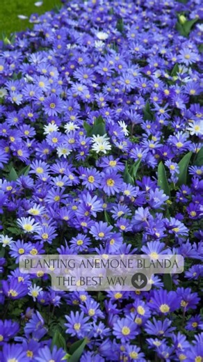 Planting Anemone blanda ‘Blue Shades’? Here’s a simple step-by-step so you get that soft blue carpet in spring. 1️⃣ Soak the corms Before planting, place the corms in lukewarm water for about 4–6 hours. They’ll swell slightly, this helps them wake up and root faster. 2️⃣ Choose the right spot Light shade to full sun and well-drained soil. They’re perfect under deciduous shrubs, in the front of a border or naturalised in grass. 3️⃣ Planting depth & spacing Plant them about 5 cm deep. Don’t worry 