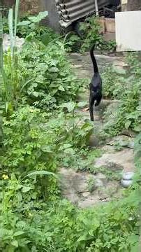 O final é lindo #youtubeshorts #shortvideo #youtuber #ytshorts #ytshorts #amor #youtubeshorts