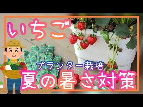 イチゴ/夏の暑さ対策/必見/家庭菜園/プランター栽培/2023年