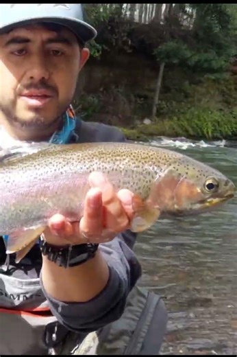 Trucha Arcoíris. Pesca con mosca en ríos del sur de Chile #trucha #pesca #flyfishing #fly #trout
