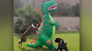 See pair of boxer dogs go crazy over inflatable T. rex in their backyard | CNN