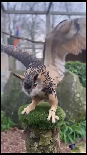 Unraveling the Mystery of the Versace Sky Pigeon