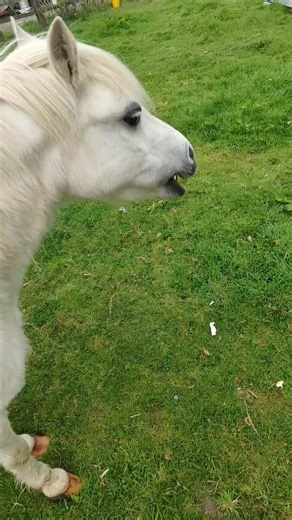 Feeding Horses and Ponies: A Fun Pet Experience