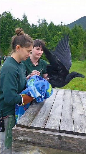 Meet Muddy, a Common Raven found right here in Sitka, Alaska, #Raven #WildlifeRescue #FridayFreedom