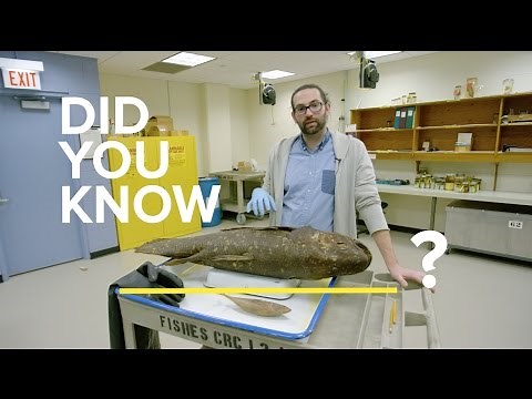 Meet the coelacanth