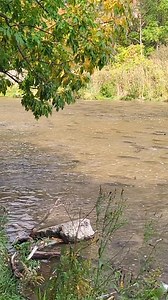 Salmon run in this river typically last until early November. #ontario #salmon #salmonrun #fish #nature #follower #TopFans | Fish & Fisherman