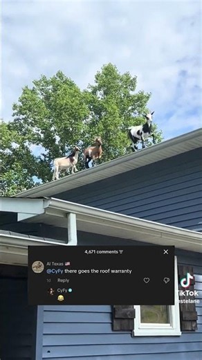 Goats VS Roof