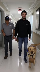 Service dog on the way to spread smiles 🐕‍🦺💛 Our certified trainers use structured, science-based methods to develop reliable service dog skills — including task work, obedience, and real-world exposure — all designed to support independence, confidence, and daily functionality. Every service dog is trained with purpose, clarity, and consistency, ensuring their skills transfer beyond the training environment and into everyday life. Contact us to learn more @k9offleashmiami - - #happydogs #vir
