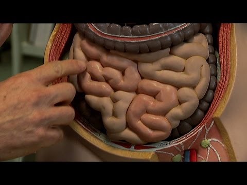 Gut Reaction Pt. 2 | Gut Health, Bacteria and Food